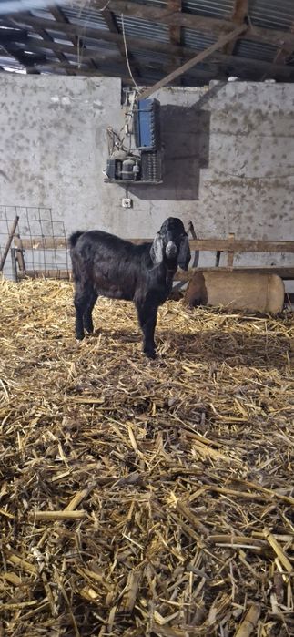 Vând tapi anglonubian