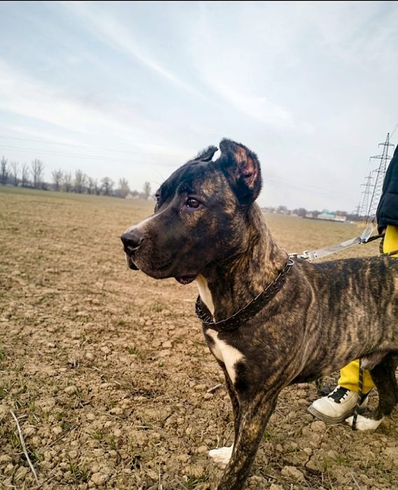 Щенок Кане-Корсо! 5 месяцев