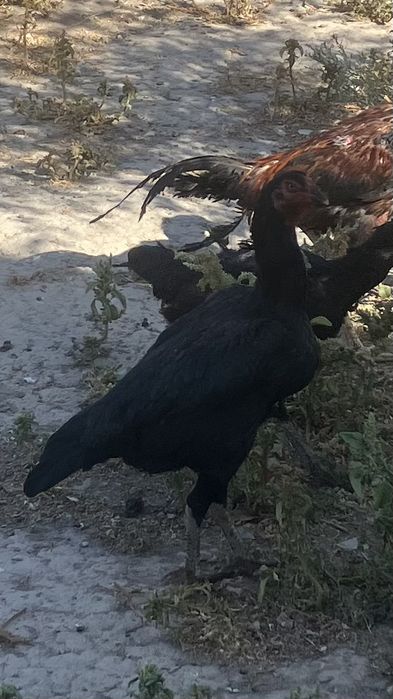 дакан о шамо зат зың