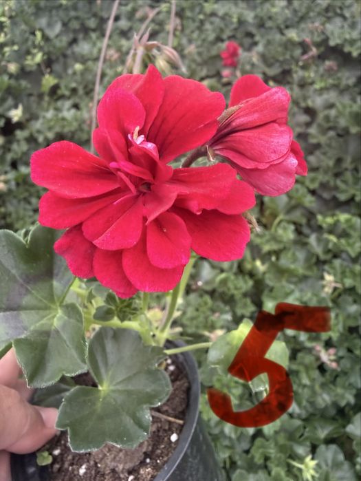 Сакъзче / каскадни мушката – висящи цветя балкон розов червен бял сакъз