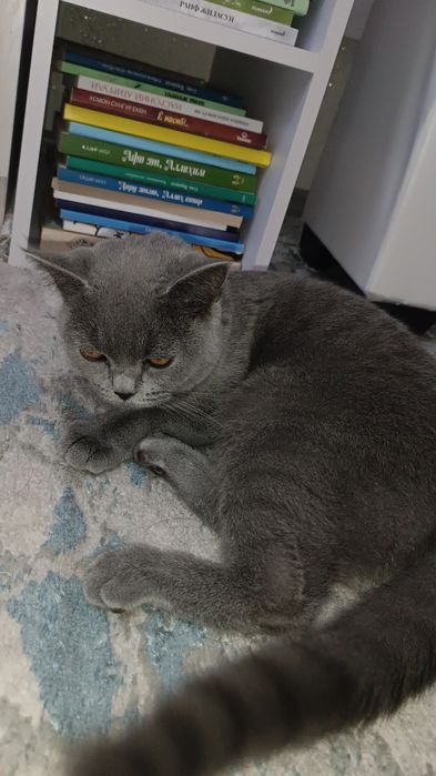 Scottish straight 6 oylik