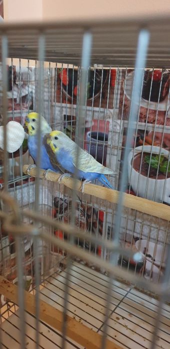 Papugay juft bola chiqargan