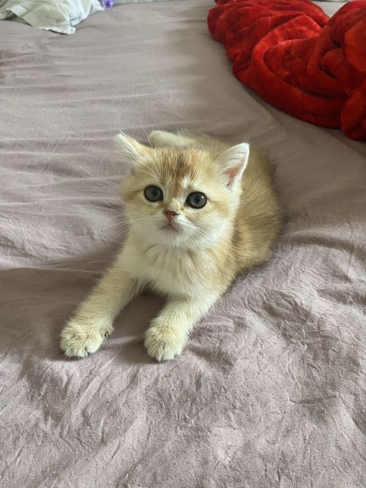 Котята золотые шиншиллы