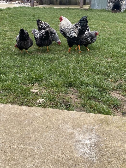 Ouă Australorp Negru și Wyandotte Argintiu