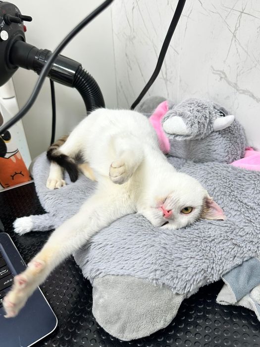 Adoptie pisica iubareata si torcacioasa Bucuresti
