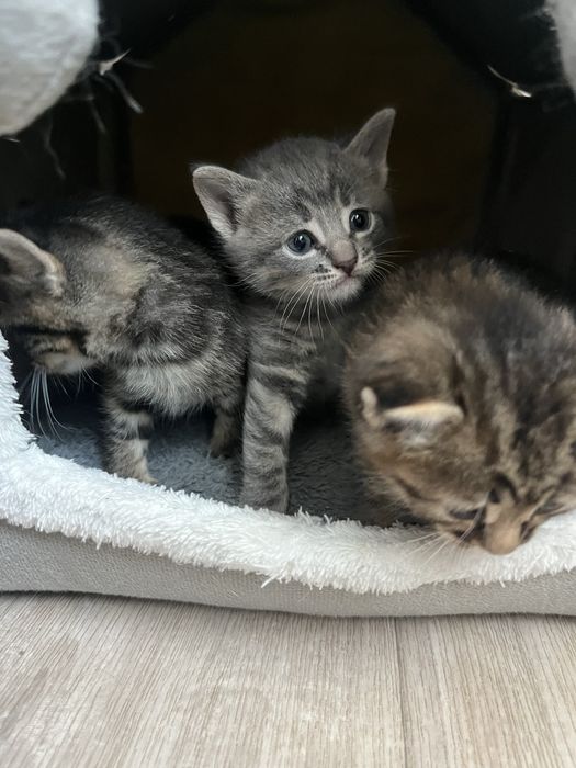 Катята породистые