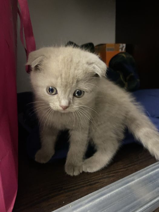 Шотландская вислоухая девочка 2 мес