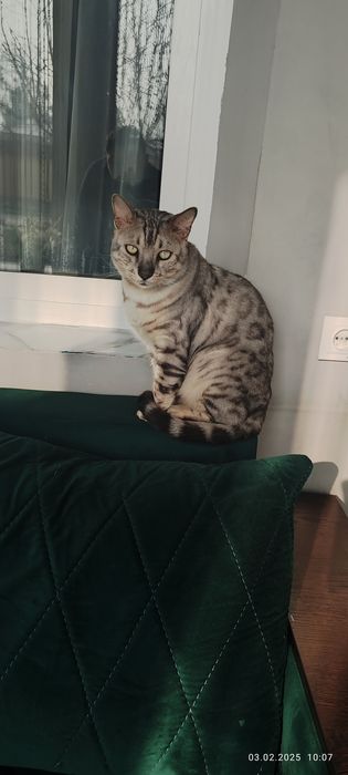 Серебристый бенгал продаю срочна