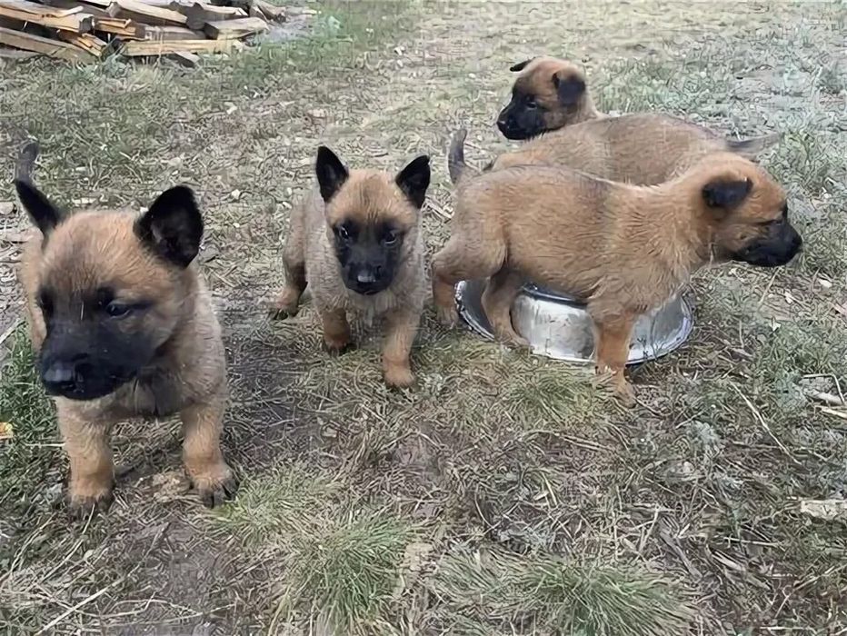 Продам Элитных  Бельгийских щенков