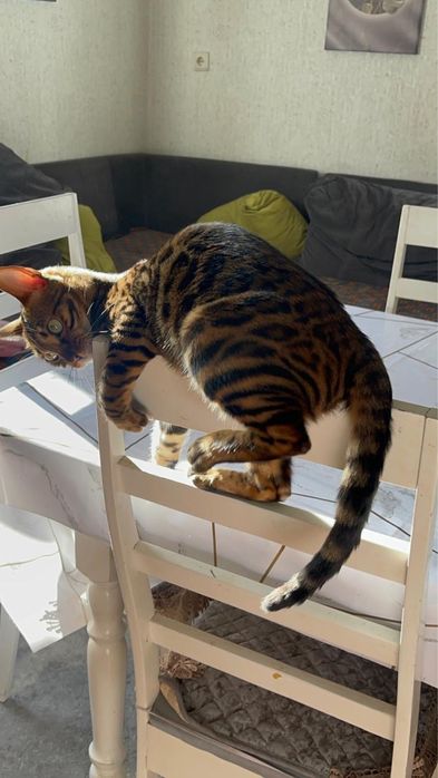 Бенгальская кошка