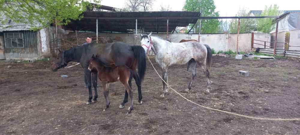 Жабағы сатылады .