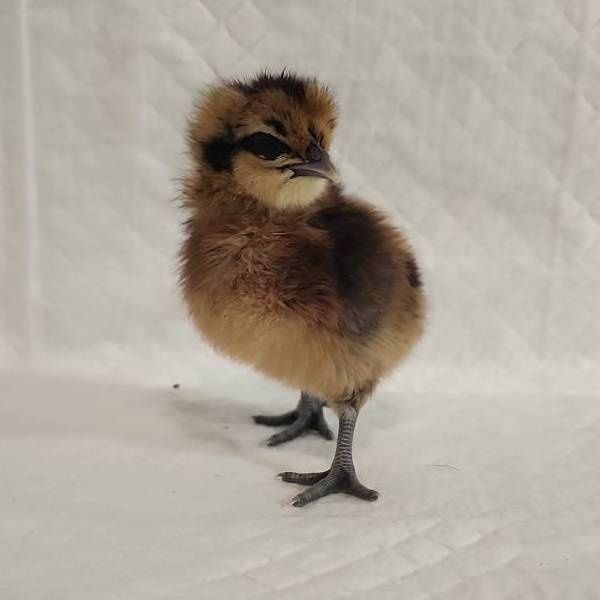 Золотой Лакадензи (Лакендази Lakendazi) жўжалари сотилади — Шифобахш т