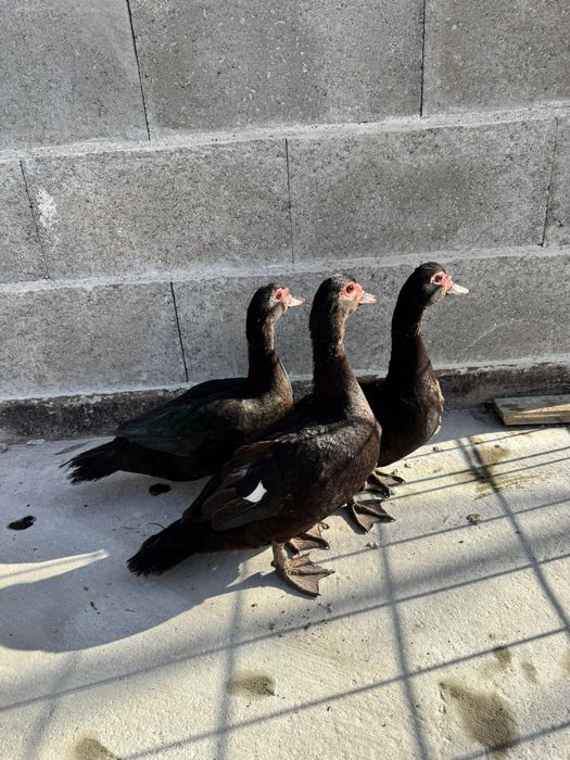 Ouă  proaspete de rasa pentru consum sau incubat