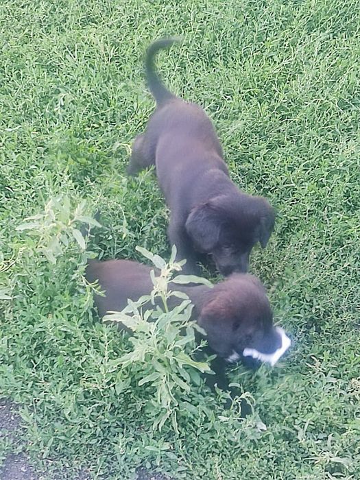 Щенки лабрадора ретривера