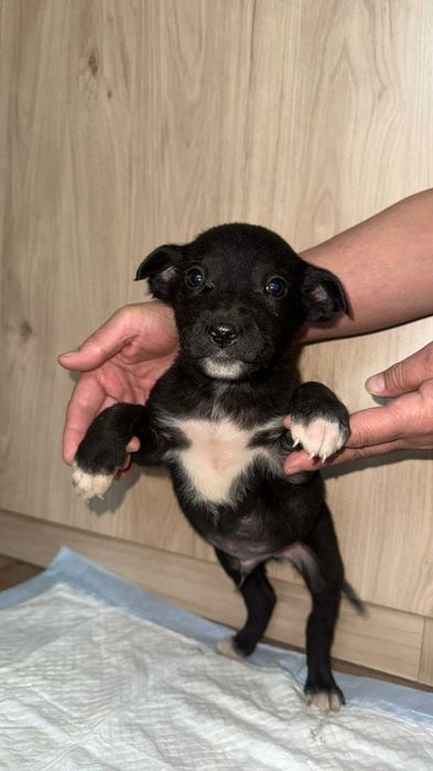 Щенок Срочно ищет дом