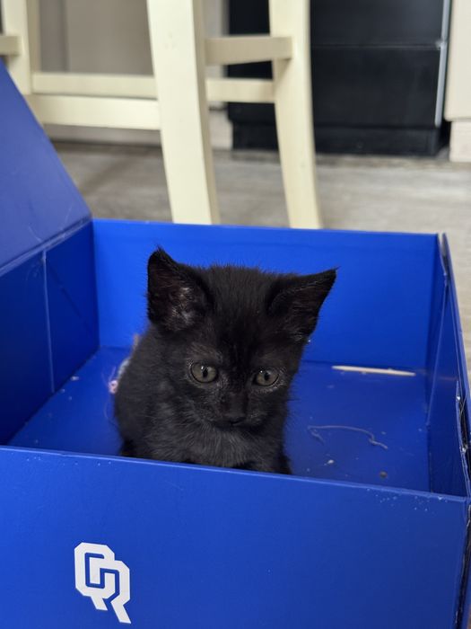 Отдам котенка в хорошие руки. Девочка