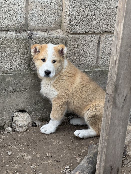 Продается алабай