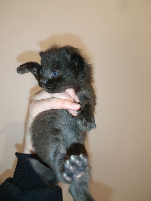 Отдам котят даром