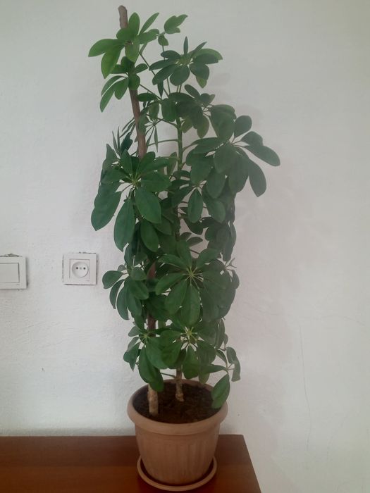 Шефлера гүлі сатылады