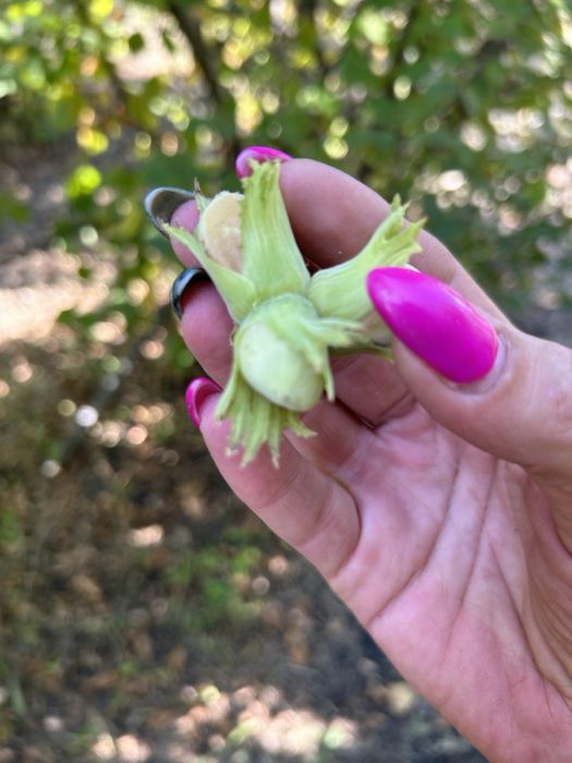 Продава се Земеделски имот в София, в.з. Драгалевци лифта -  кв.м за 20625 €/дка - Снимка #1