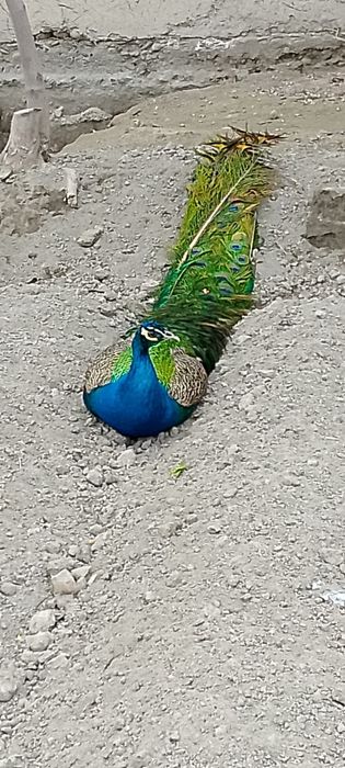 Tovus павлин sotiladi 130$