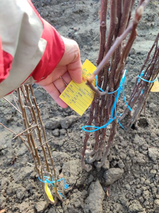 Дръвчета ябълки различни острови останали от моята градина