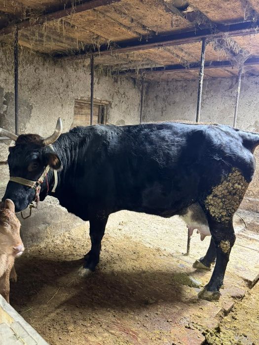 Карова из фермы продам