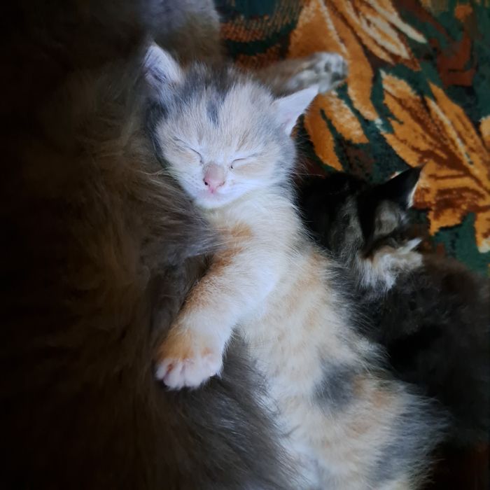 Котята 1.5 месяцев мама страйт