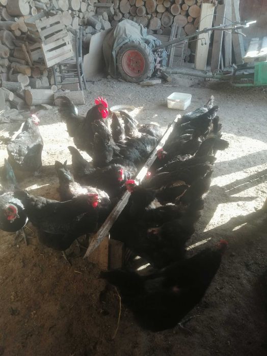 Разплодни яйца за люпене.