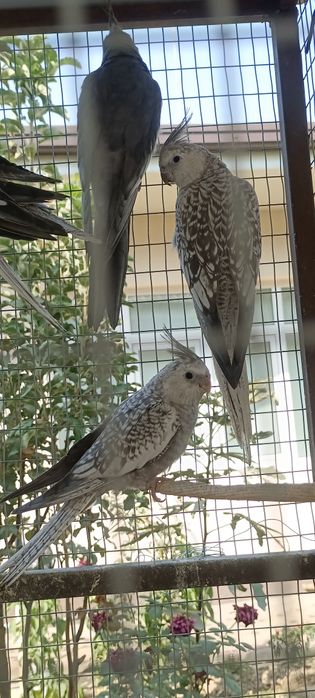 Pokiston paroda karella tòtilari sotiladi