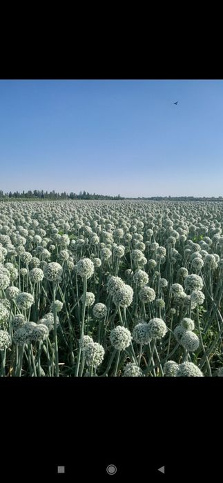 Пиёз уруґи сотилади.Орландо сорти Янги уруґ тозаланган.