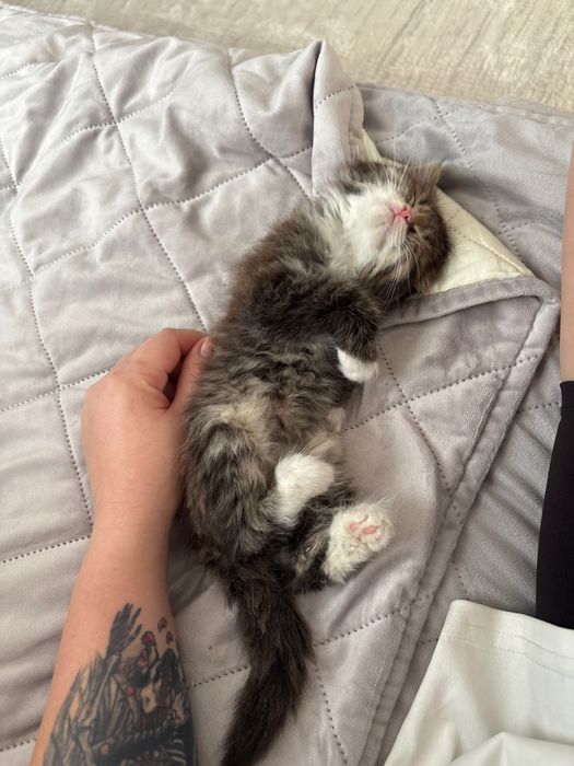 Отдам котенка в добрые руки