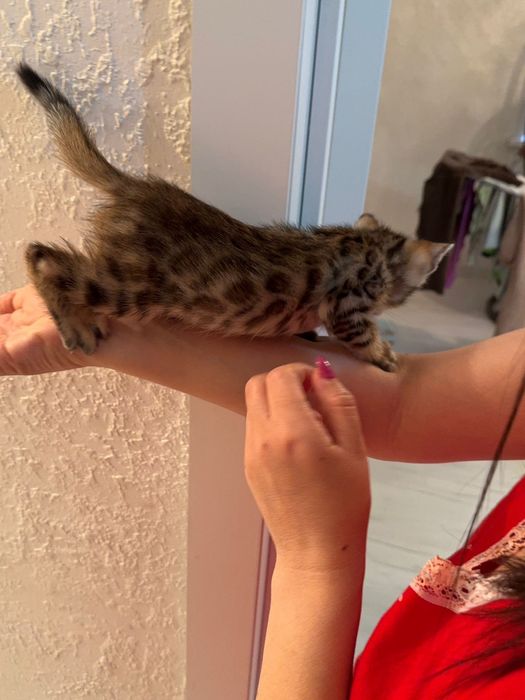 Продам бенгалов 2 месяца