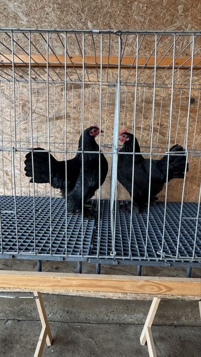 Pitice rasa de gaini pitica incaltata Mii de flori negru