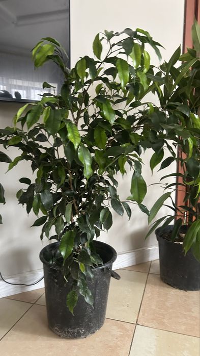 Продам комнатные цветы