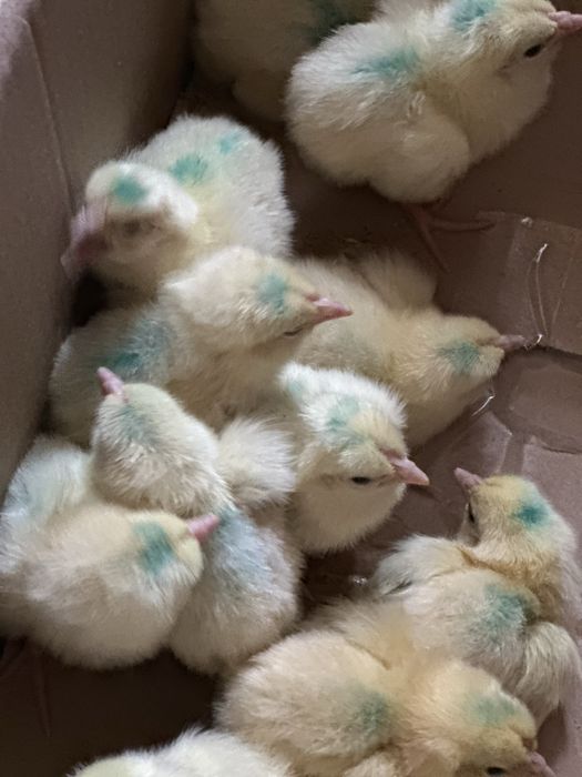 Продаются цыплята