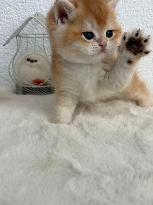 British shorthair baietel superb,certificat pedigree