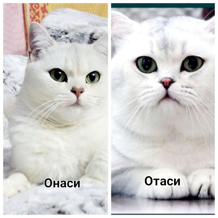 "Вязка" чистокровный Британский Шиншила $65