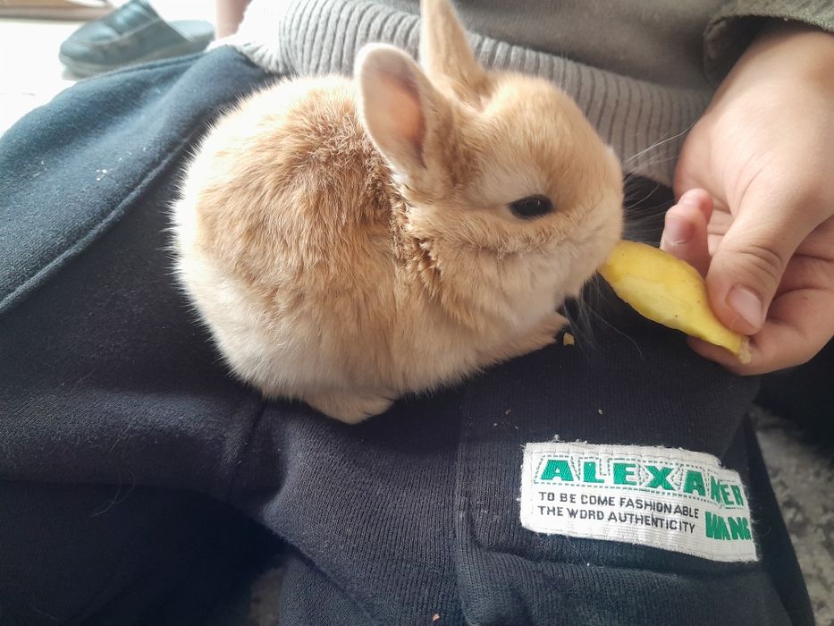 Quyon bolalari. Karlik quyoncha