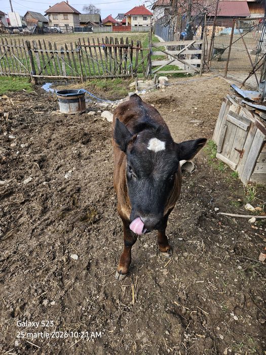 Vitea bruna, rasa mixta