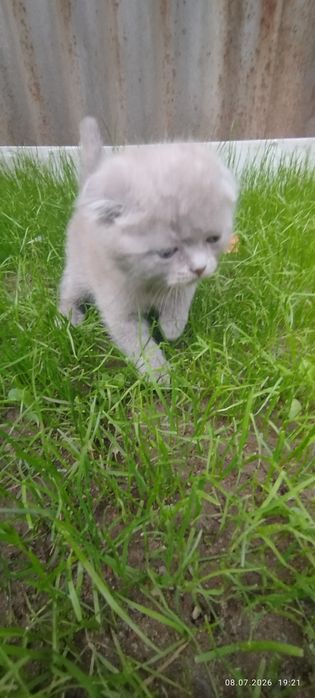 Очаровательные кошечки