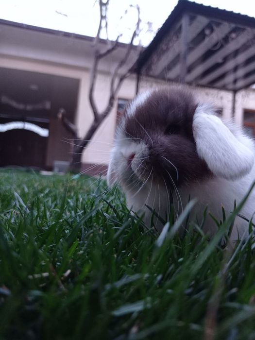 Кролики Карликовые барашки вислоухие . Karlik baran