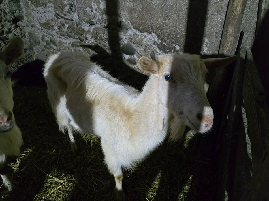 De vănzare capră 500 lei și capre cu un iez700 capră  cu doi iezi 900