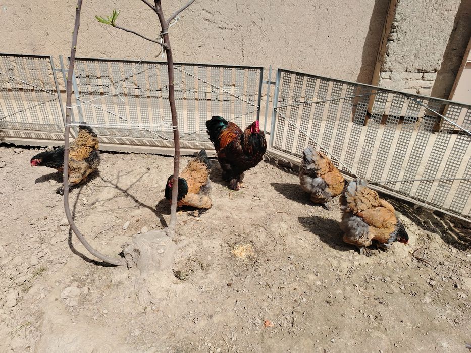 Brama Tuxumlari Sotuvda Zakasga Xam Yegib Beraman