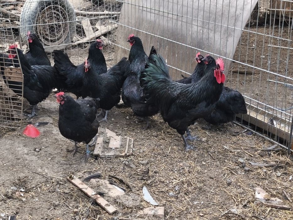 Pui de găină diferite rase amestecate