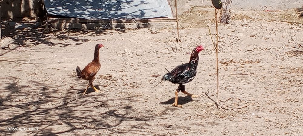 Bir juft dakan sotiladi