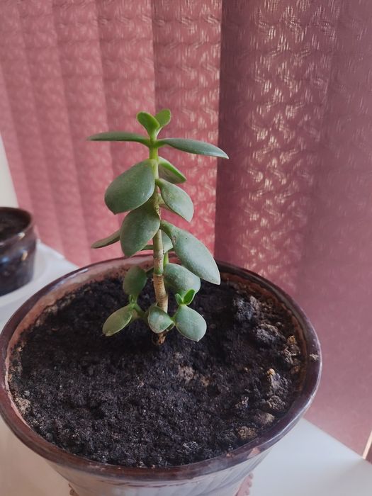 Фикусы большие ..