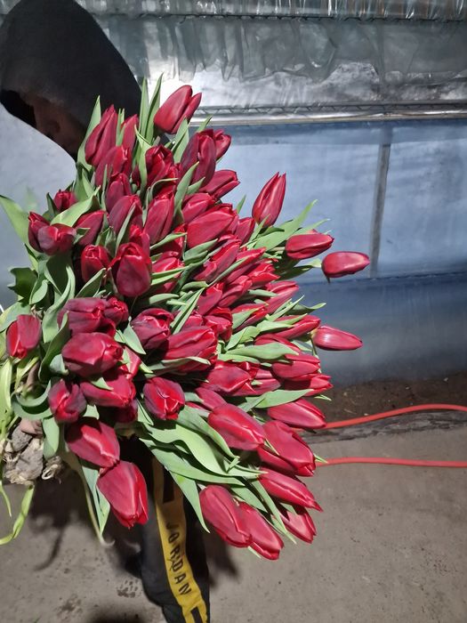 Тюльпаны крупные оптом