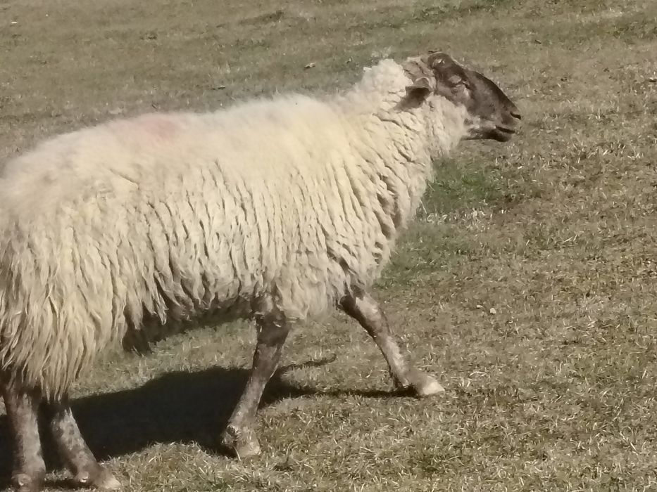 Miei țigăi de vânzare