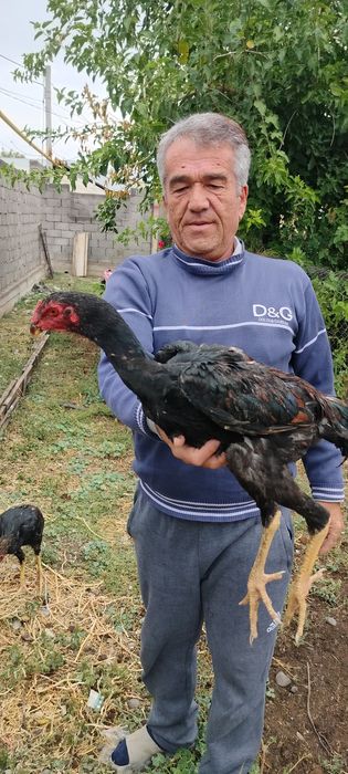 Продаются бойцовые жужики
